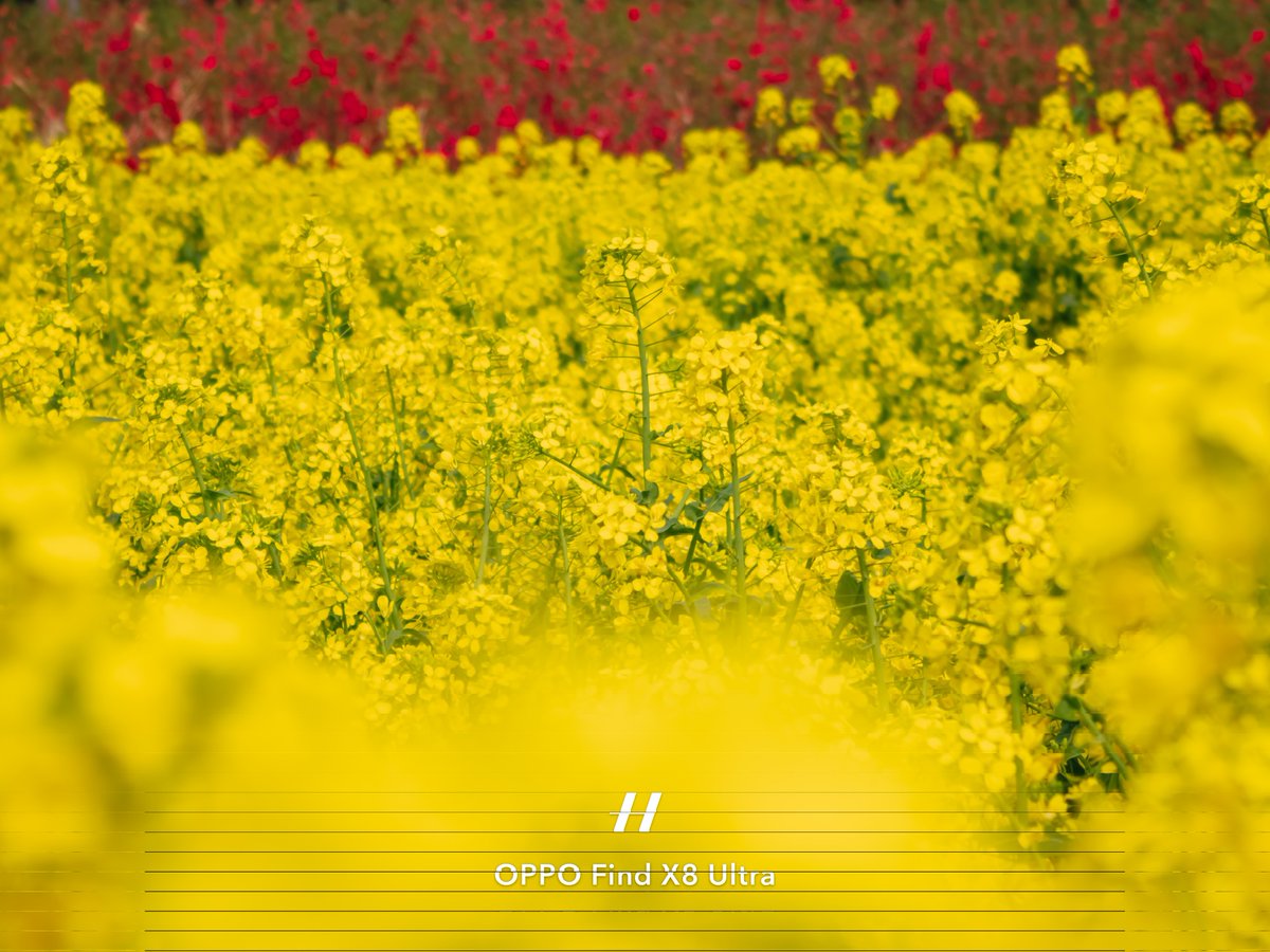 Channel_if1's tweet image. 菜の花
Shot on OPPO Find X8 Ultra 
#FindX8Ultra