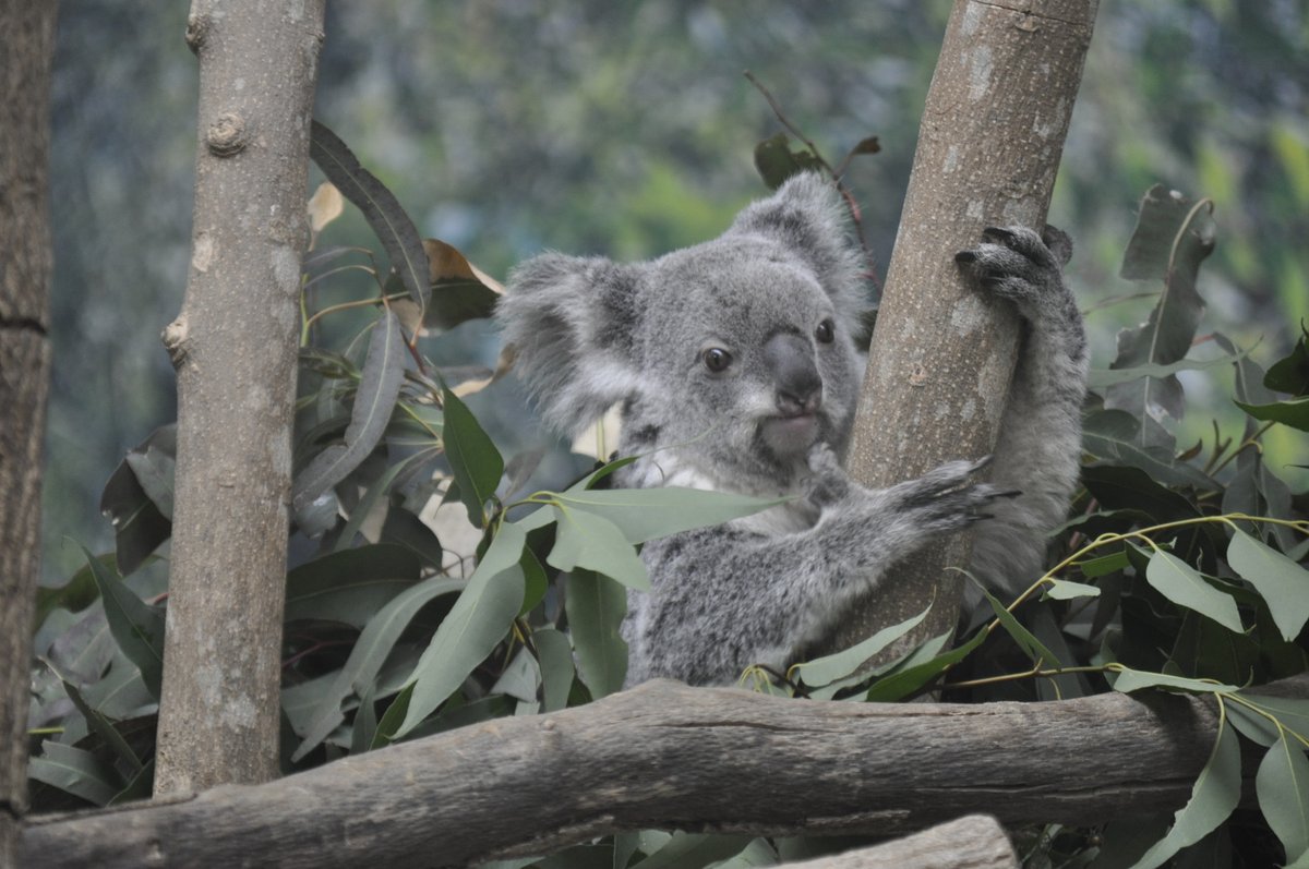 おぐらとーすと. tweet media