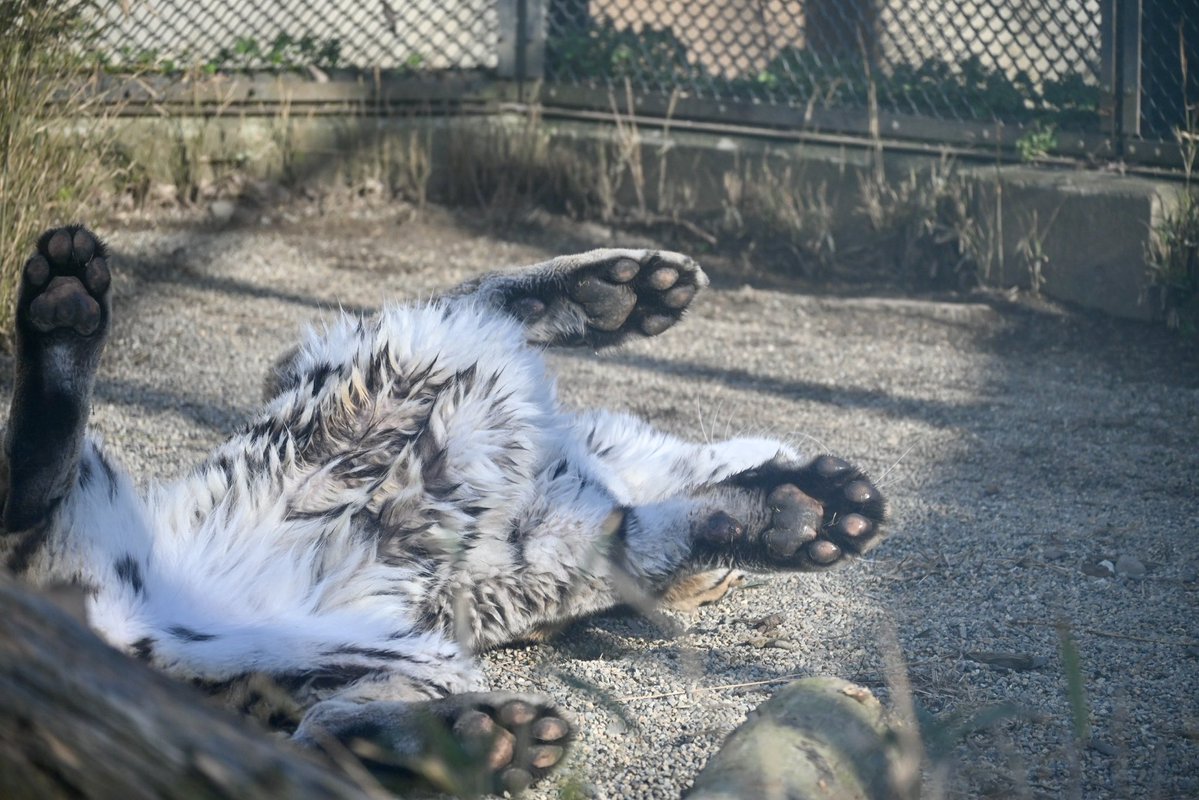 ちょくちゃん tweet media