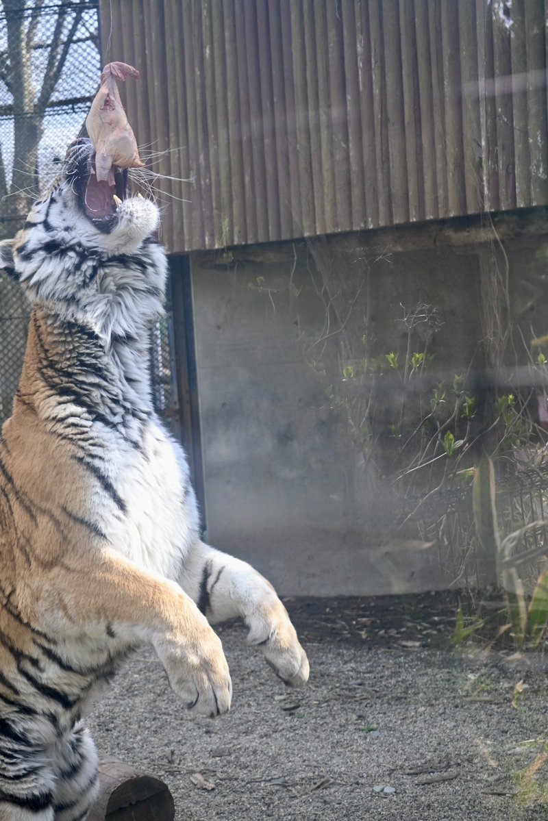 ちょくちゃん tweet media