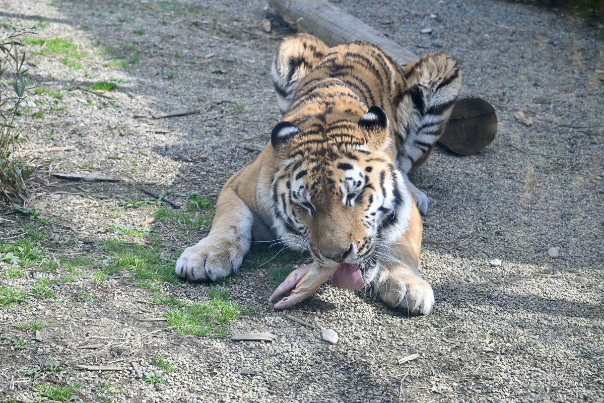 ちょくちゃん tweet media