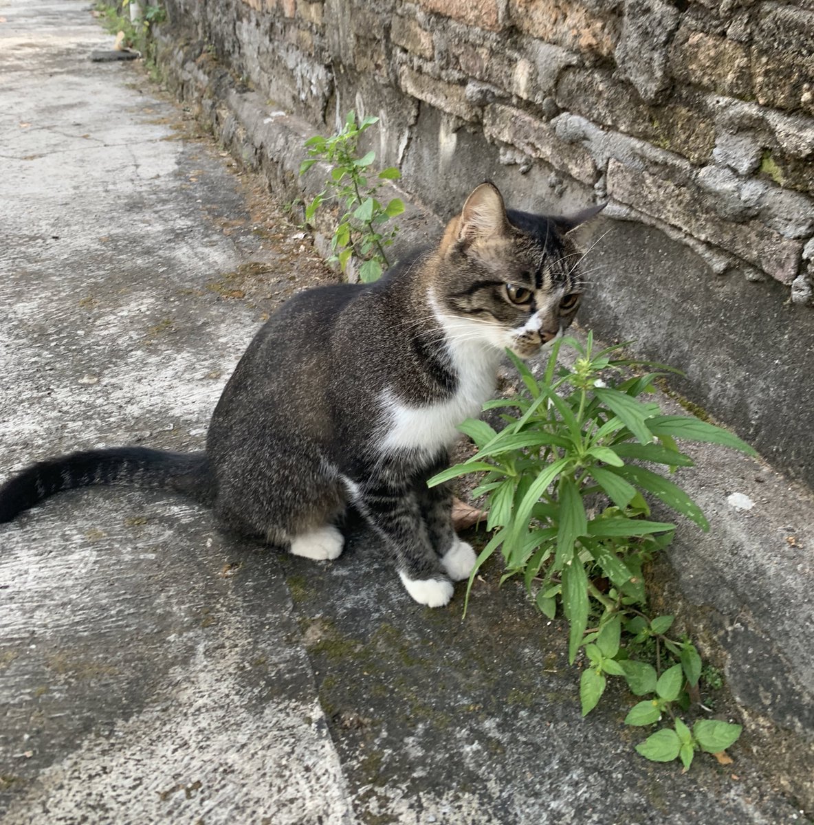 Khanif Irsyad tweet media