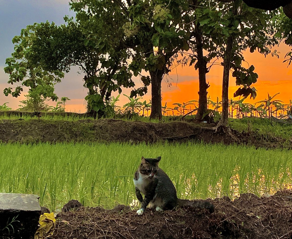 Khanif Irsyad tweet media