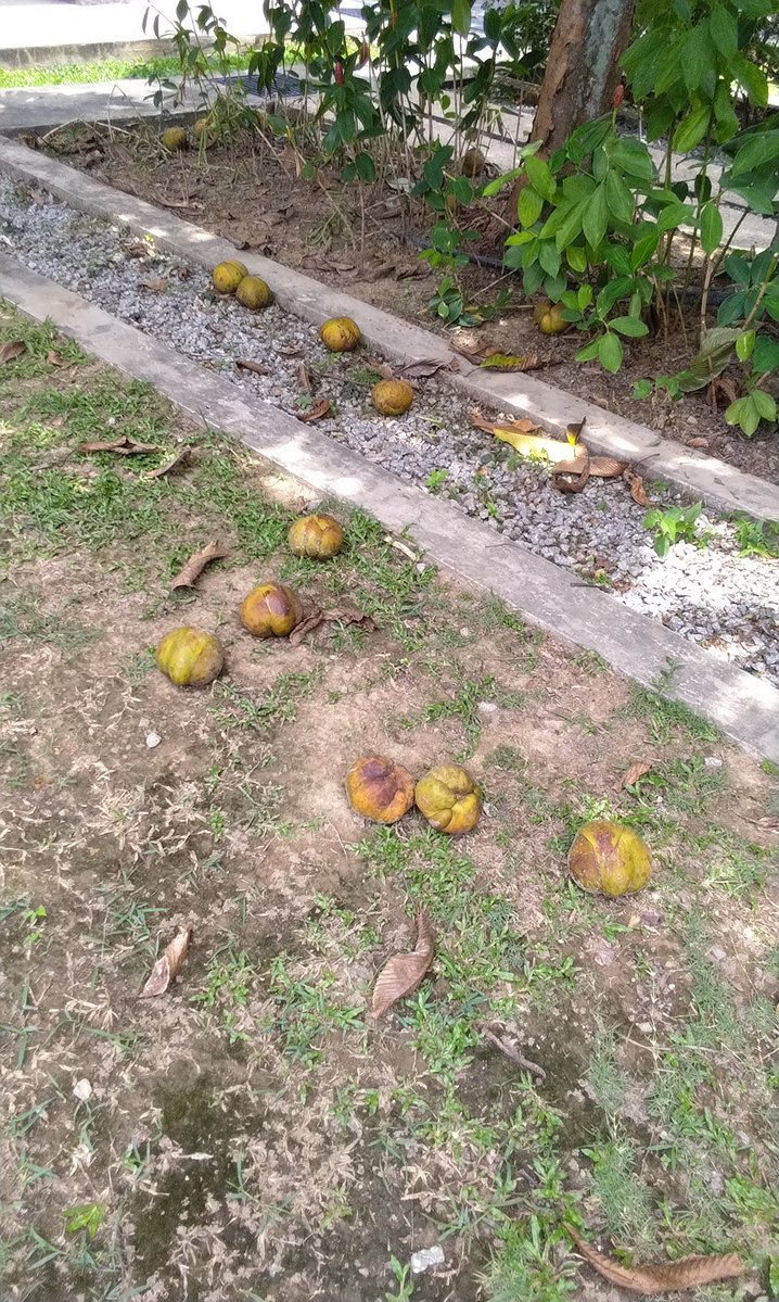 Ayrend Baldred tweet media