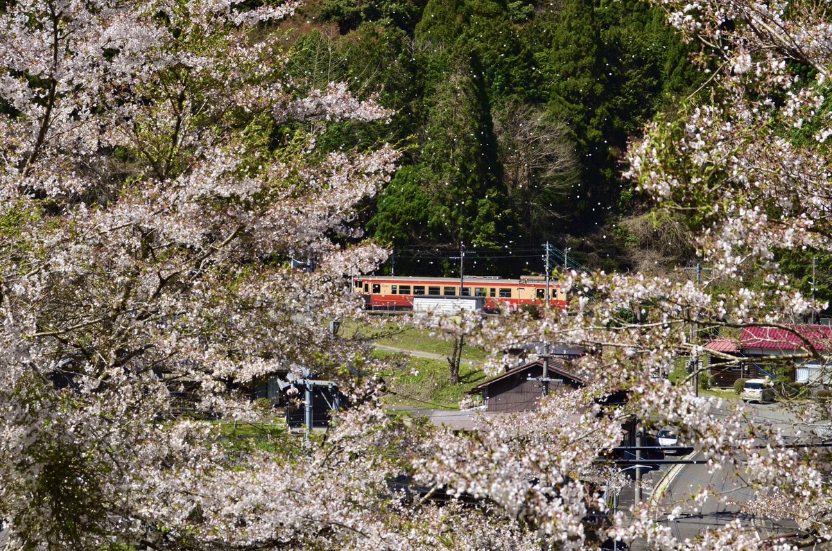 topunan_bot's tweet photo. クラブツーリズム団体臨時列車
キハ40-2134

岡山のヨンマルが智頭を飛び越えて鳥取までやって来るということで撮影に。春らしい景色とノスタルジー色とのコラボレーションが見られて��かったです。 https://t.co/deegiVmc3y