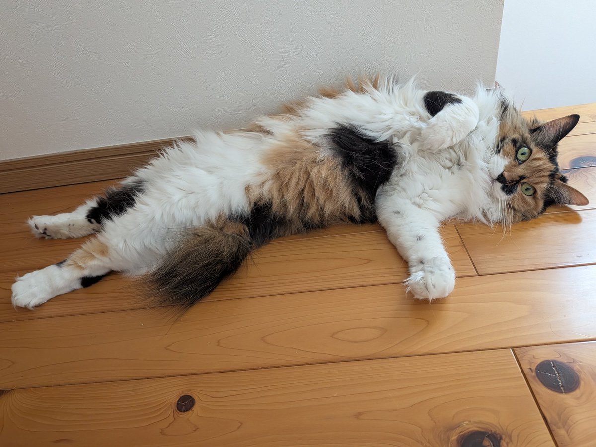 MySuseri's tweet photo. @orlova58148 わーい♡　猫ちゃん！
猫の画像や動画を見せ合えば、
世界は平和ですね♬ https://t.co/ccEjtcrYYC