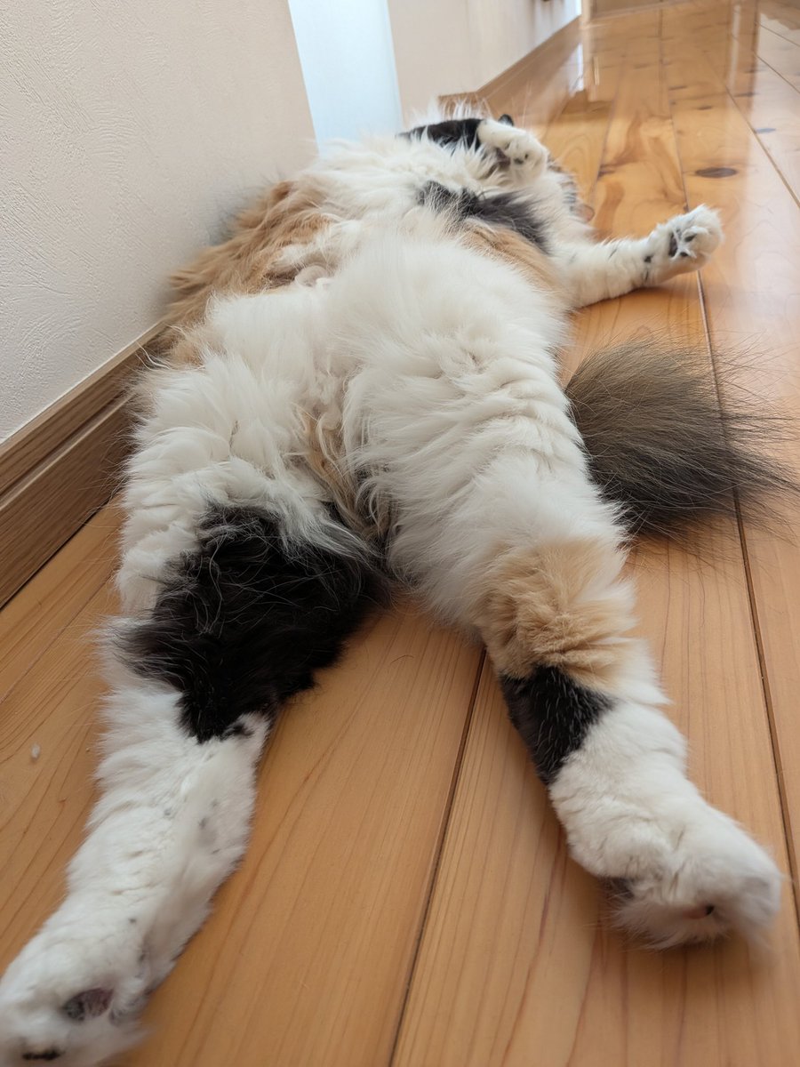 MySuseri's tweet photo. @orlova58148 わーい♡　猫ちゃん！
猫の画像や動画を見せ合えば、
世界は平和ですね♬ https://t.co/ccEjtcrYYC