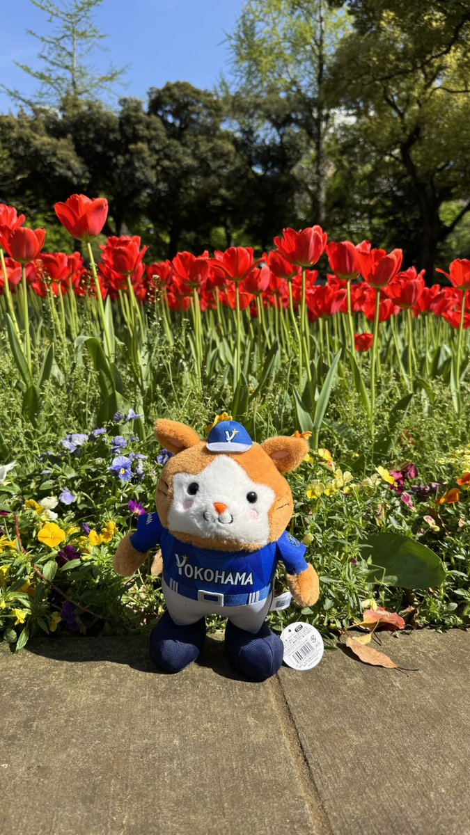 sa___satoshi's tweet photo. 今日この子に一目惚れしてお迎えしたんやけど、撮影大会してたら海外の方にかわいい！写真撮っていい？て聞かれた📸🐹🌷インターナショナルスーパーカワイイスターマン🌏 https://t.co/TI9KjKUBX9