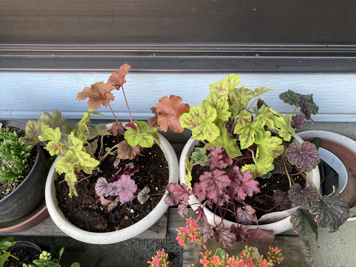 逢沢雨月 tweet media