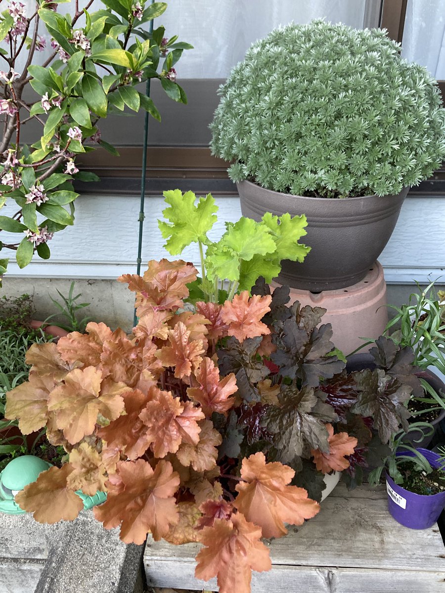 逢沢雨月 tweet media