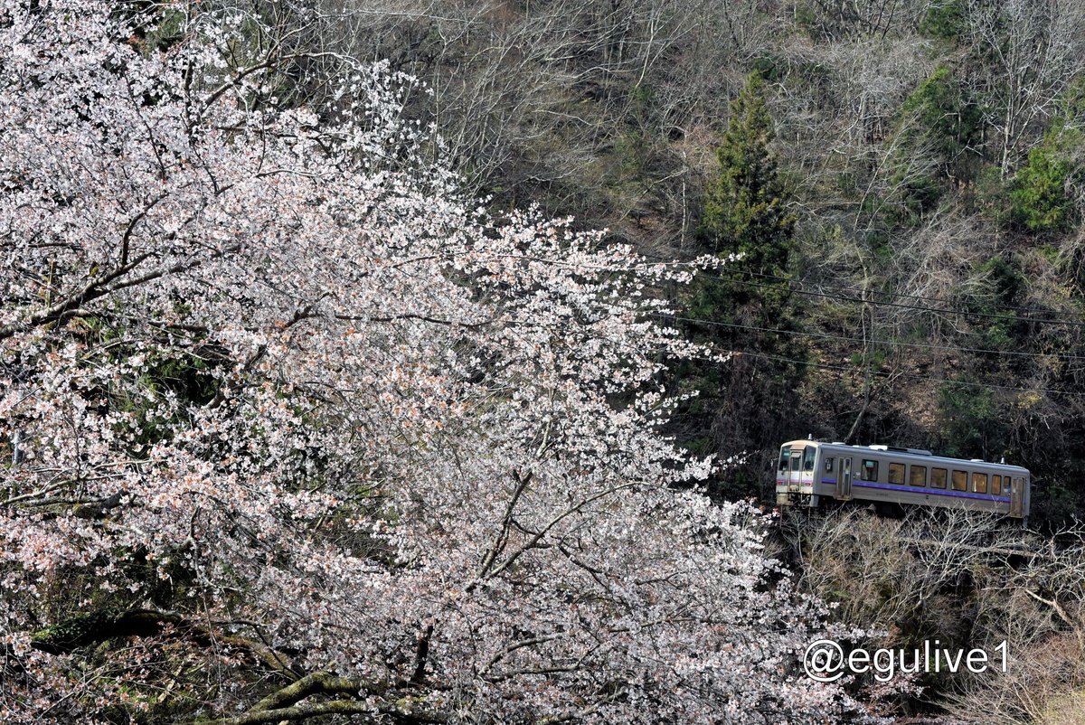 川べりの大きな桜
#芸備線