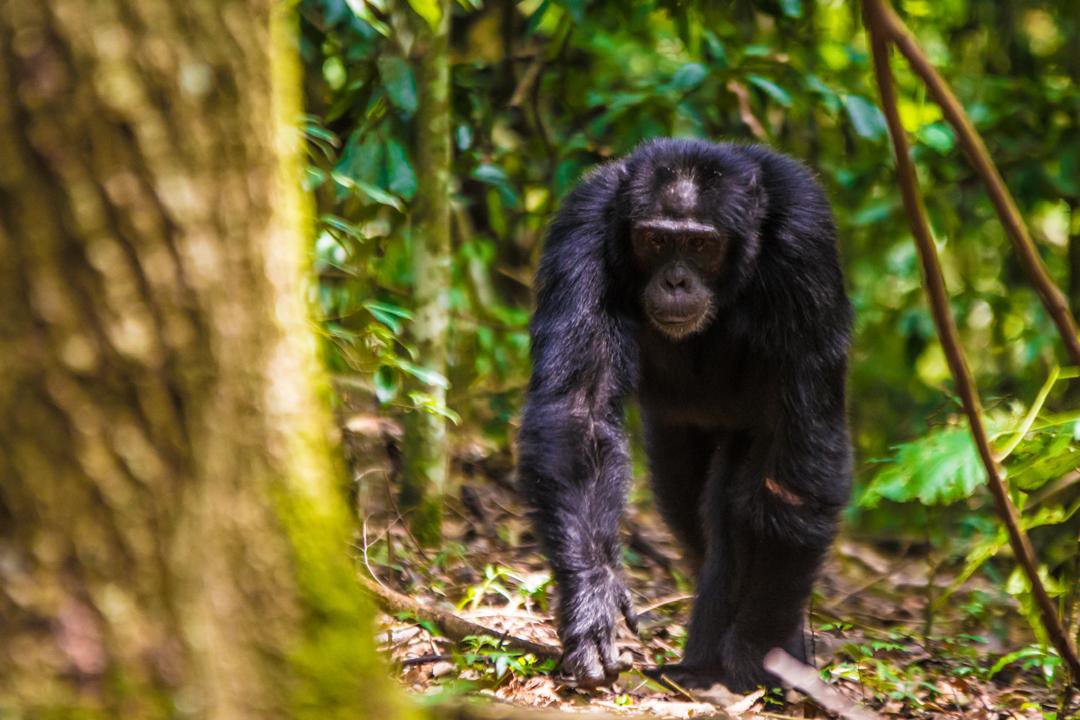 Uganda Tourism Board tweet media