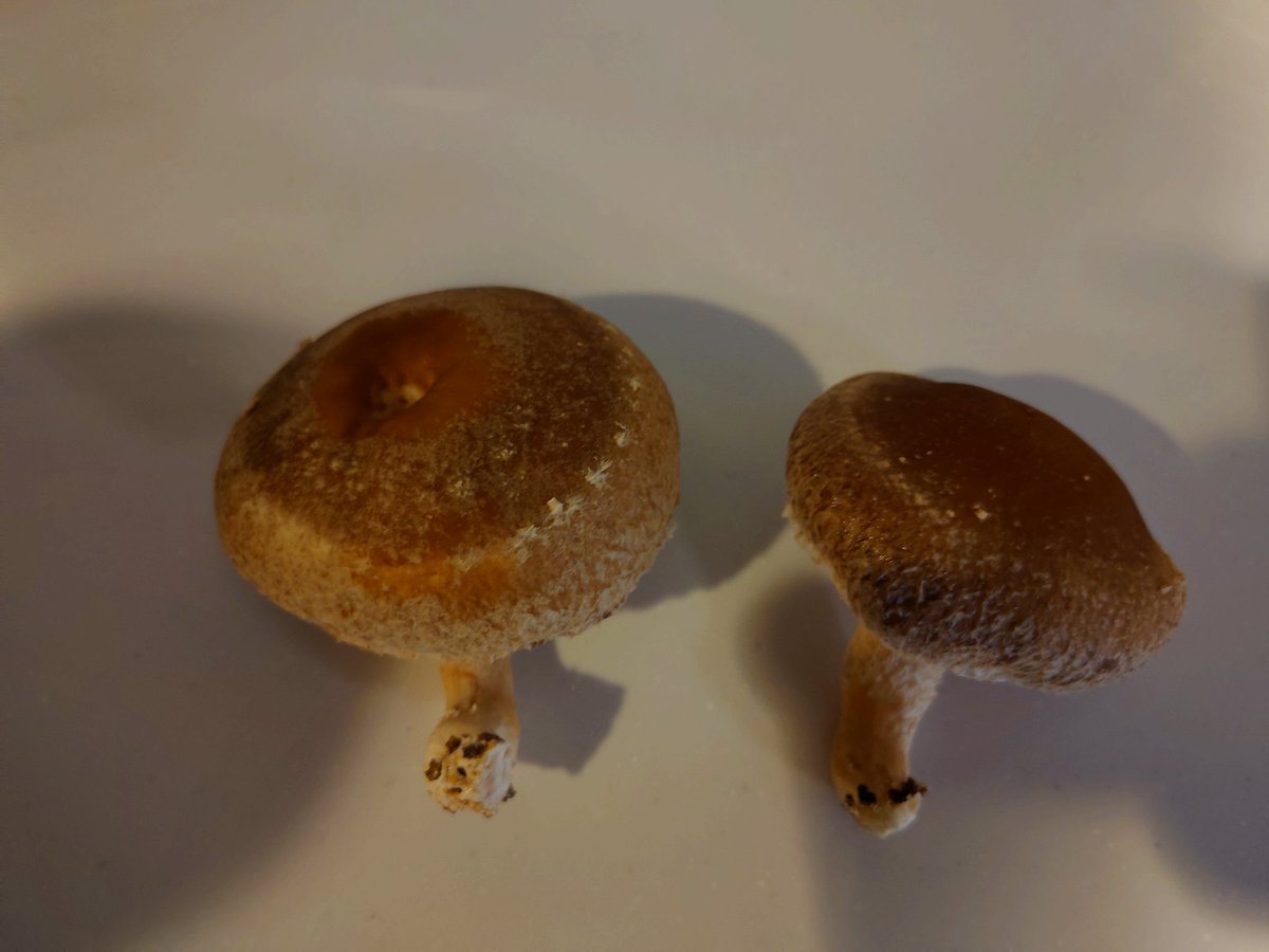 Teru swaro tweet media