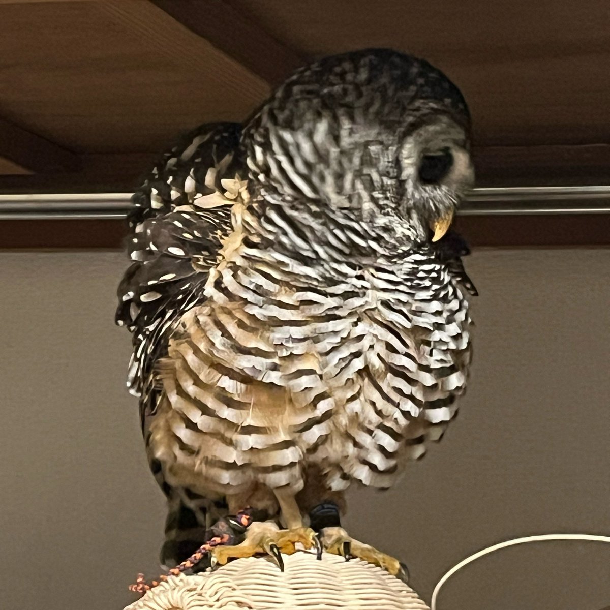 ふくそむ🦉🐍 tweet media