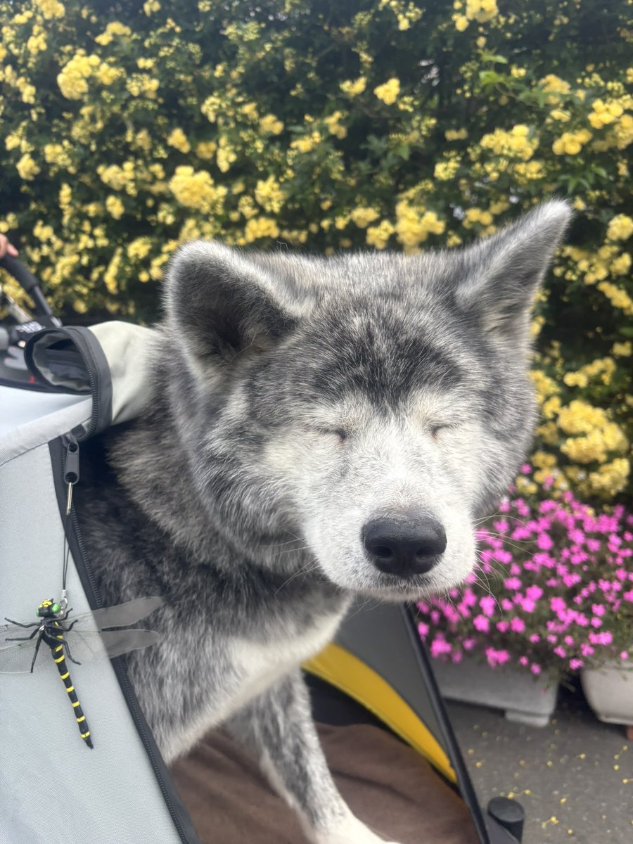 茜☆丸 tweet media