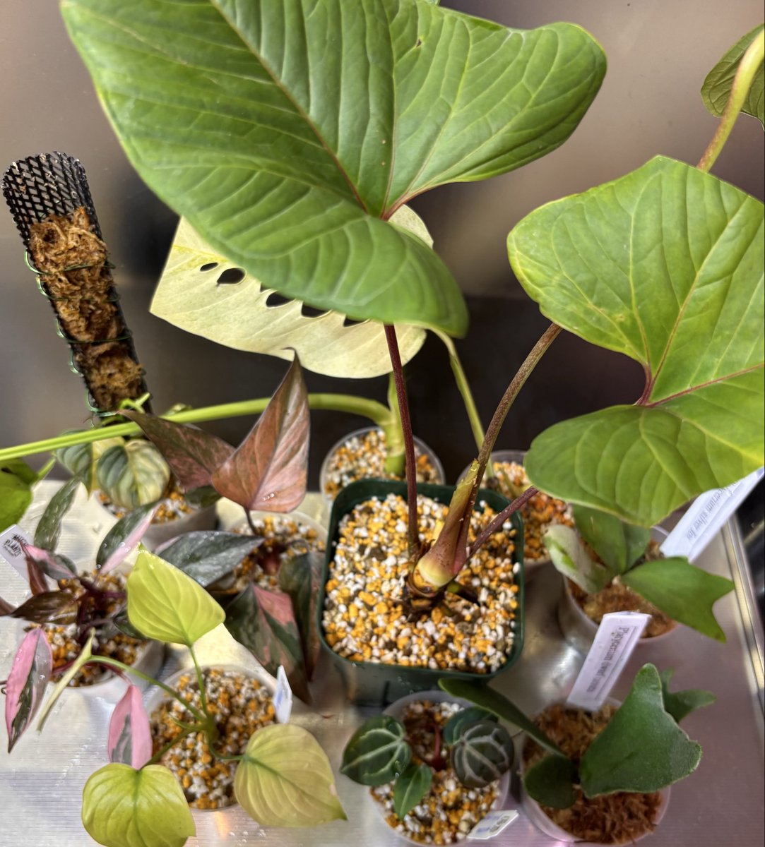 RYOKU33♂ tweet media