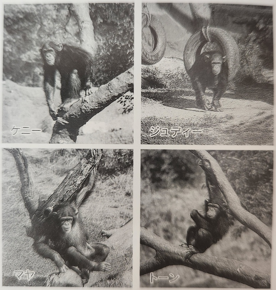チンパンジー 「ケニー（1990～2014）」多摩動物公園出身 「ジュディ
