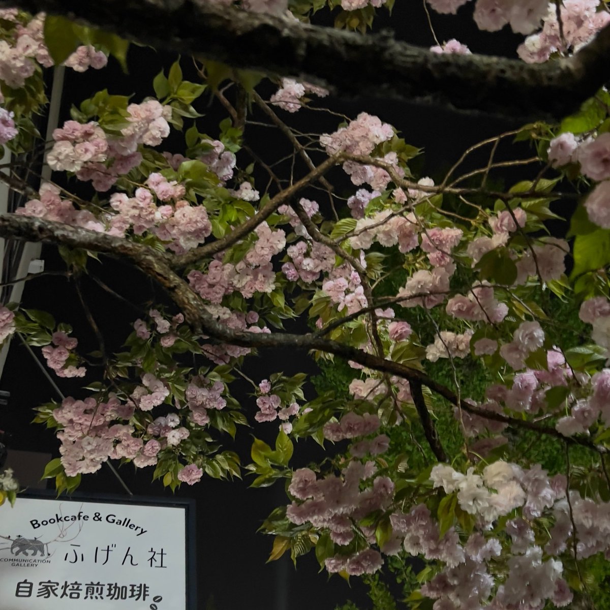 ひよこ★ tweet media