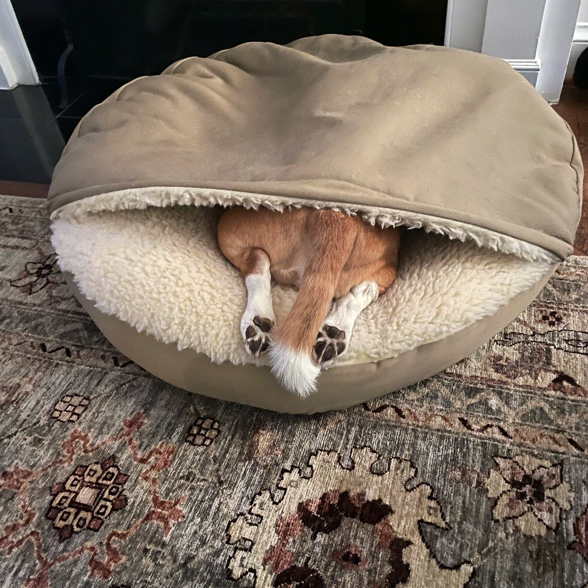 Beagle Facts tweet media