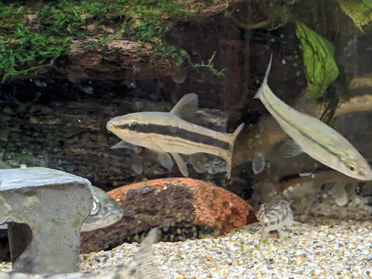 すーてん試作機 tweet media