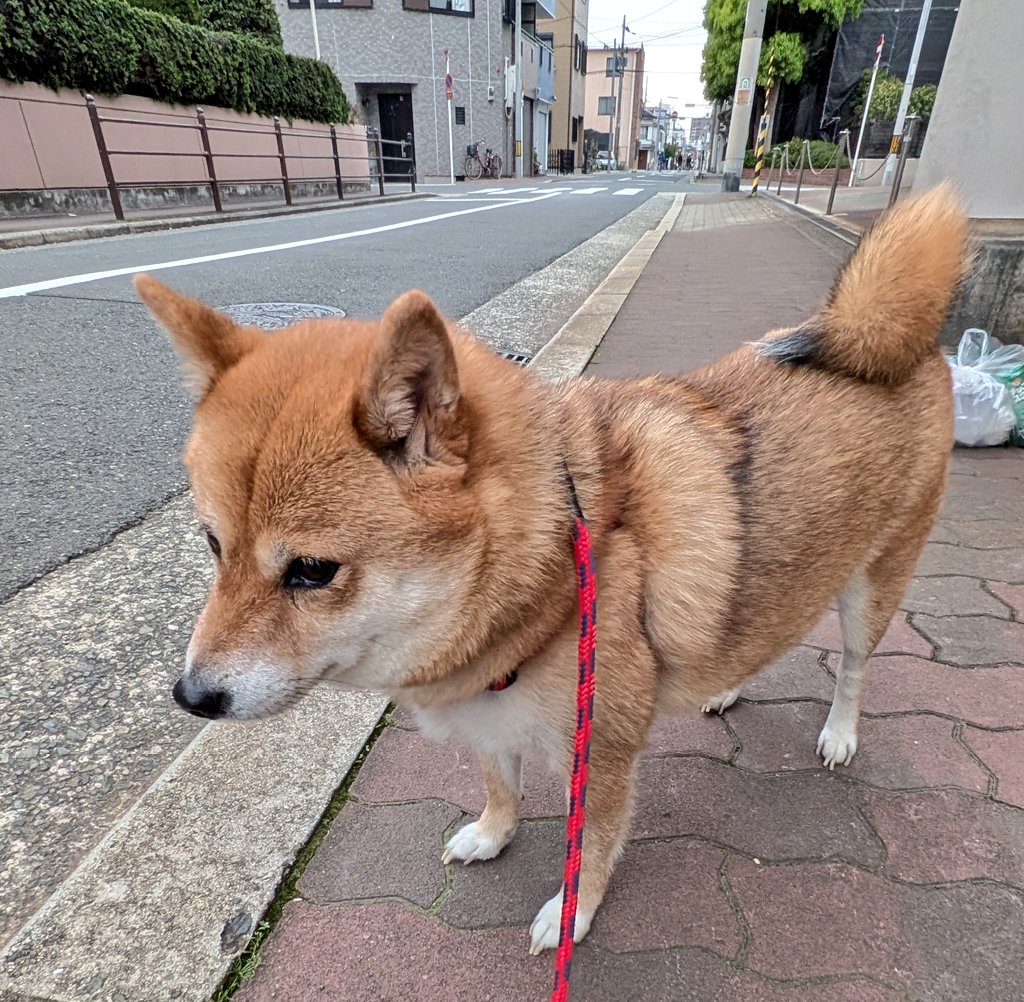 長屋の信さん🐶 tweet media