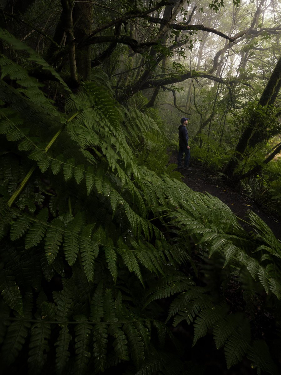 Efrén Yanes tweet media