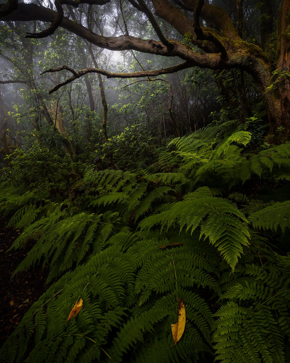 Efrén Yanes tweet media