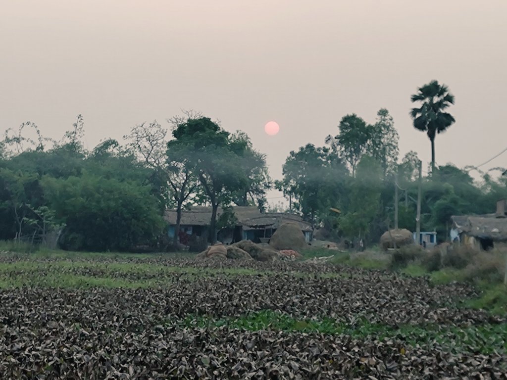 RamanRjha4647's tweet image. A Sunday well spent in my village. 

Nothing clears the mind like a golden sunset and the sight of my chili and tomato plants thriving. 🤗

Sharing some photos ..🌶️🍅

#SundayVibes #VillageLife