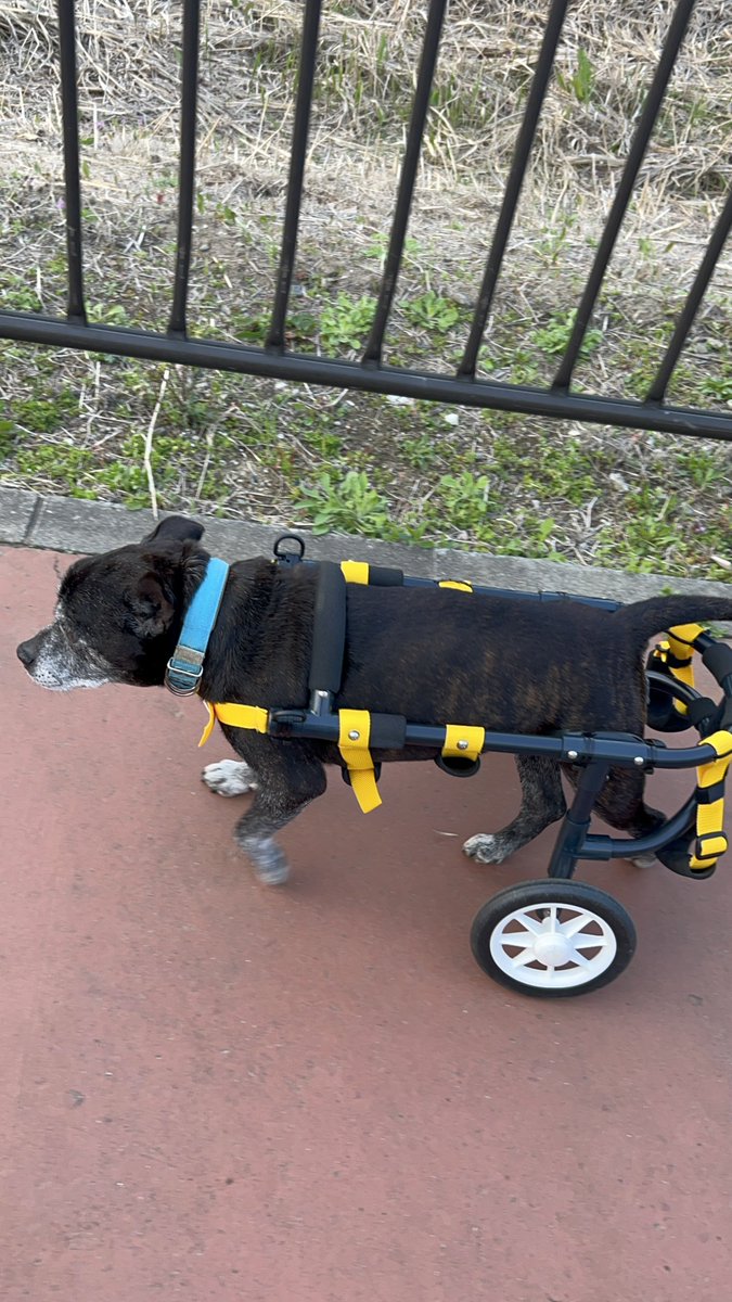 nmatsuna's tweet photo. 我が家の愛犬マル、本日16歳！
車椅子犬になって第二の犬生を元気に生きてます🐕
#スタッフィー
#スタッフォードシャーブルテリア https://t.co/5ciqzOdBko