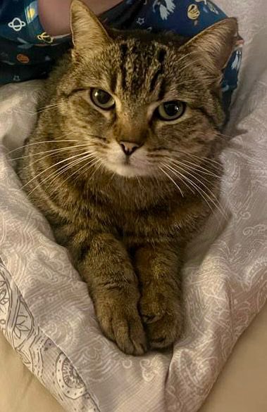 cpt_depression_'s tweet photo. If anyone in the Berea area hears people shouting “Mango!! Mango!!” It’s us. We’re not selling Mangoes but our cat Mango has been missing for three weeks. https://t.co/tPXOgUN04s