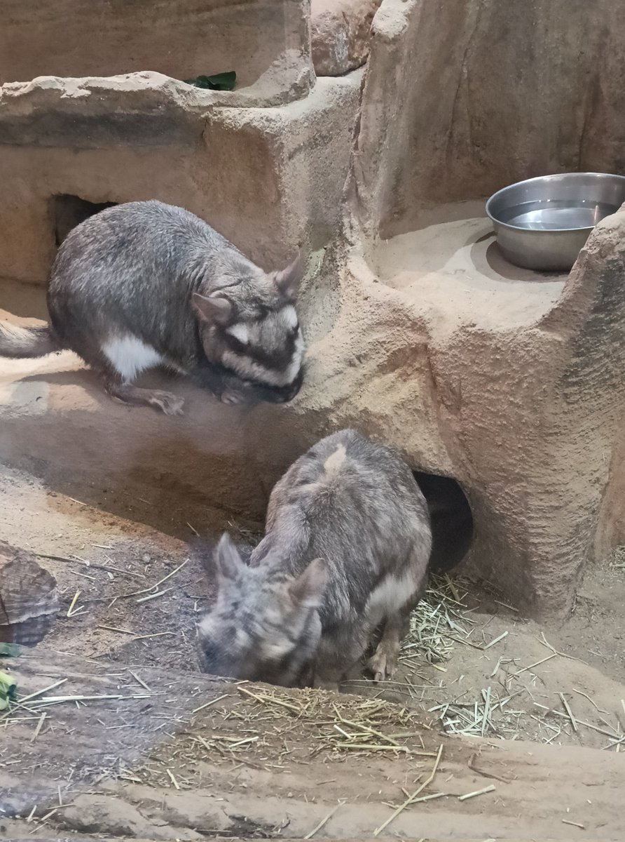 追悼：ゴエモンくん
約3週間前に会ったのが最期でした…SCZに来園した時から見守っていたビスカチャさん。お別れさびしいです😢

20260324撮影/画像手前がゴエモン、奥がルイ
＃ビスカチャ　#ゴエモン　＃ルイ
＃埼玉県こども動物自然公園