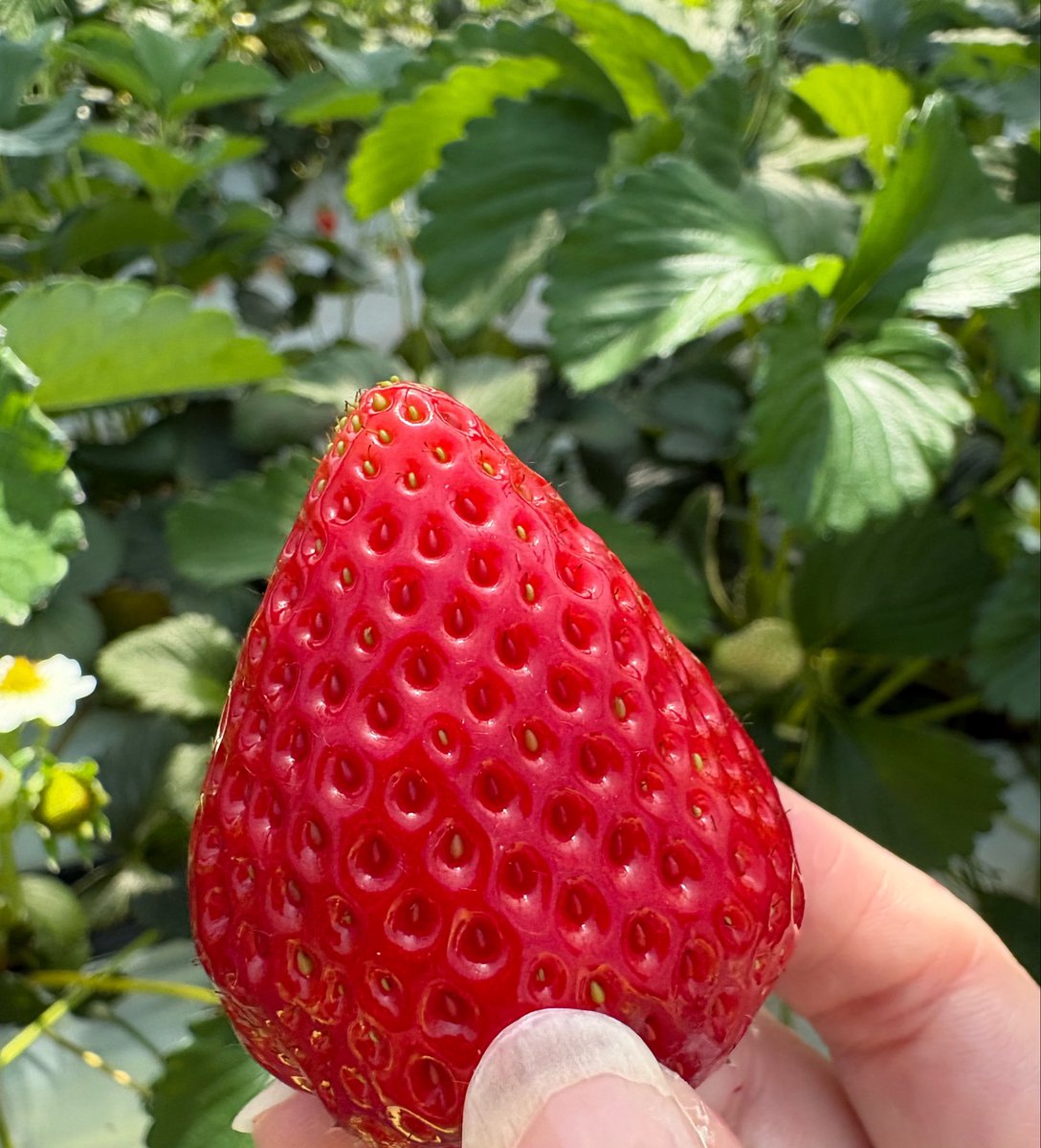 さおりんご(｡･ω･｡)🍏 tweet media