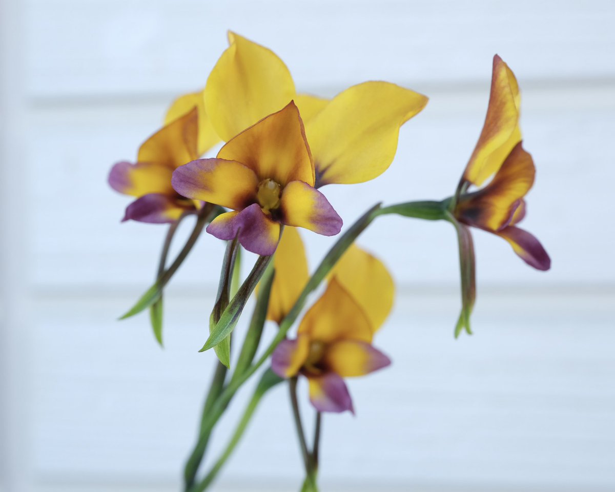 d1ed1ed1e's tweet photo. Diuris magnifica
カメラで撮り直し📷かわいいやつ https://t.co/UAHuOj5SWh
