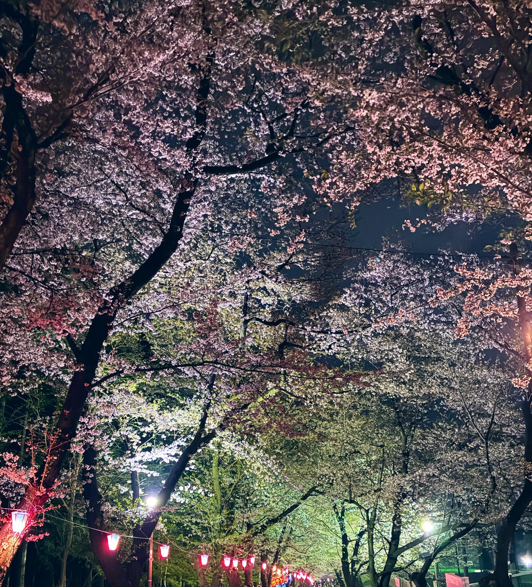 gekidan_dten's tweet image. 今年も家族でお花見へ🌸
昼間の太陽に照らされた桜も良いですが、、
夜桜も風情があって良いですよね✨
まぁでも結局は…
花より団子のげきだんです😋

日頃のご愛顧に感謝を込めて✨
4月13日(月)
午前10時オープン！
オンライン入場抽選9:30締切

ご来店お待ちしております‼️

#Dステ杉戸
#Thankyou