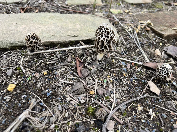 パパが亡くなった年の春だけ生えた もちろん食べた