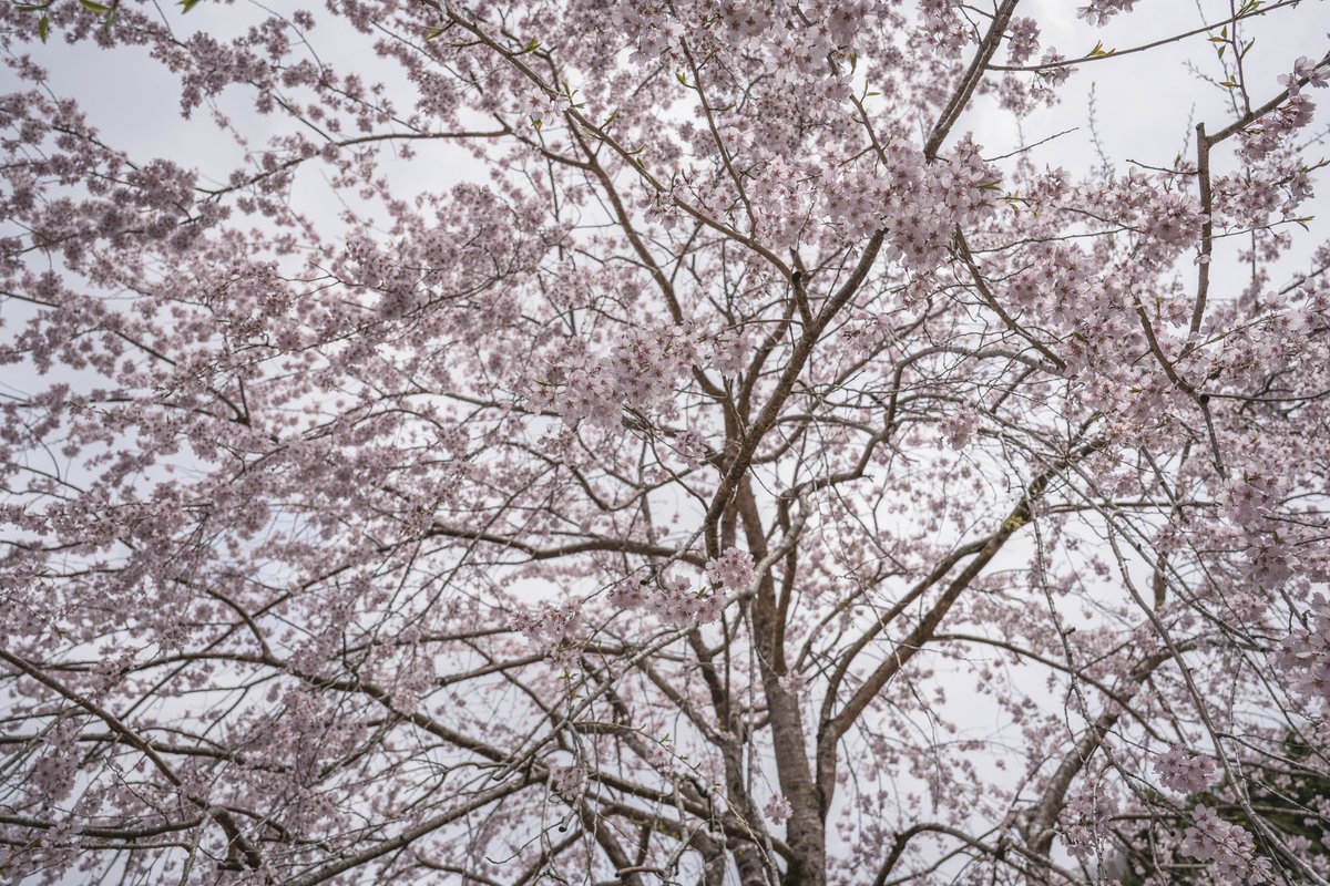 _keisuke_ke's tweet image. 大原の桜
#写真
#photo
#Sony
#α7CII