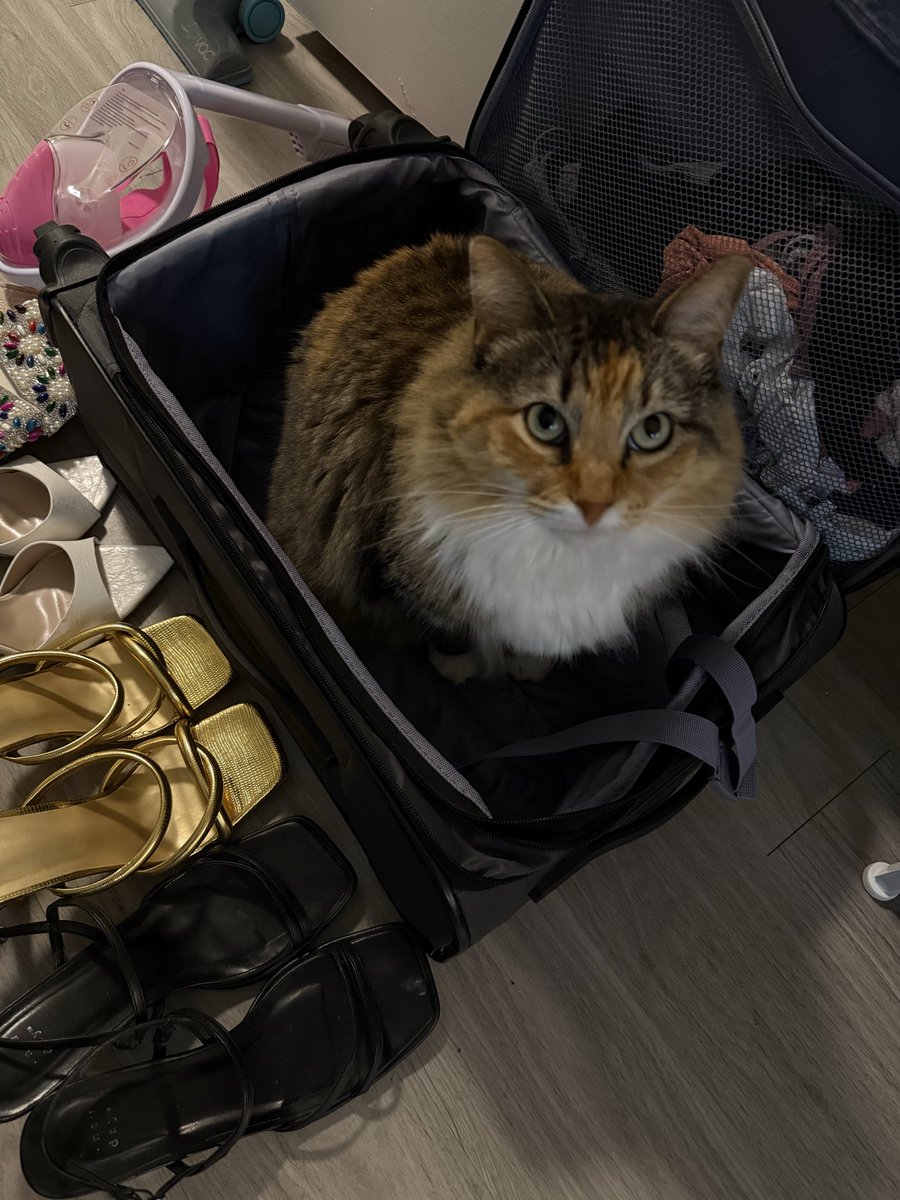 spoiled 🕷️ tweet media