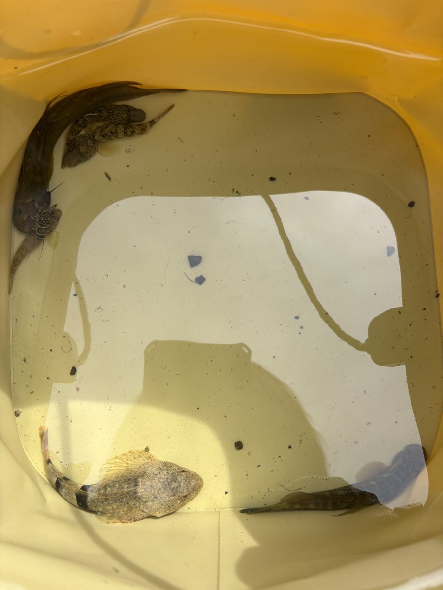 かにっす tweet media