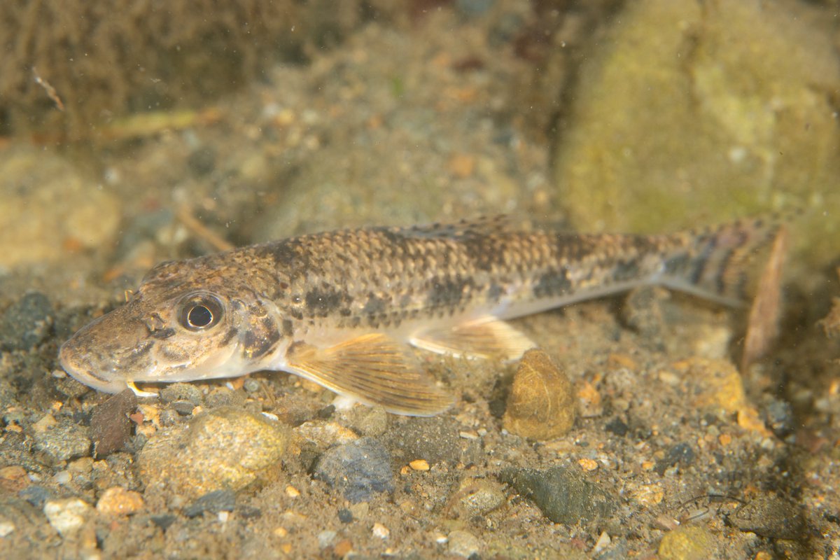 きさらんど tweet media