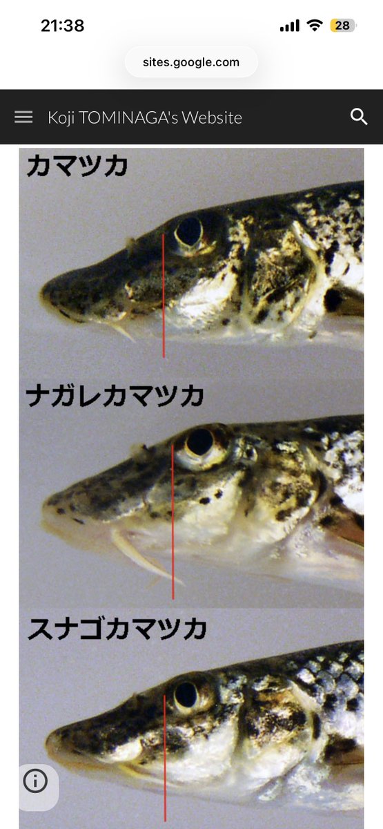 きさらんど tweet media