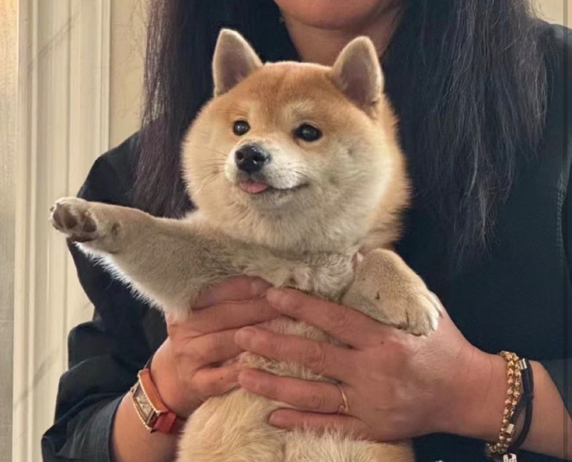 犬しか勝たん tweet media