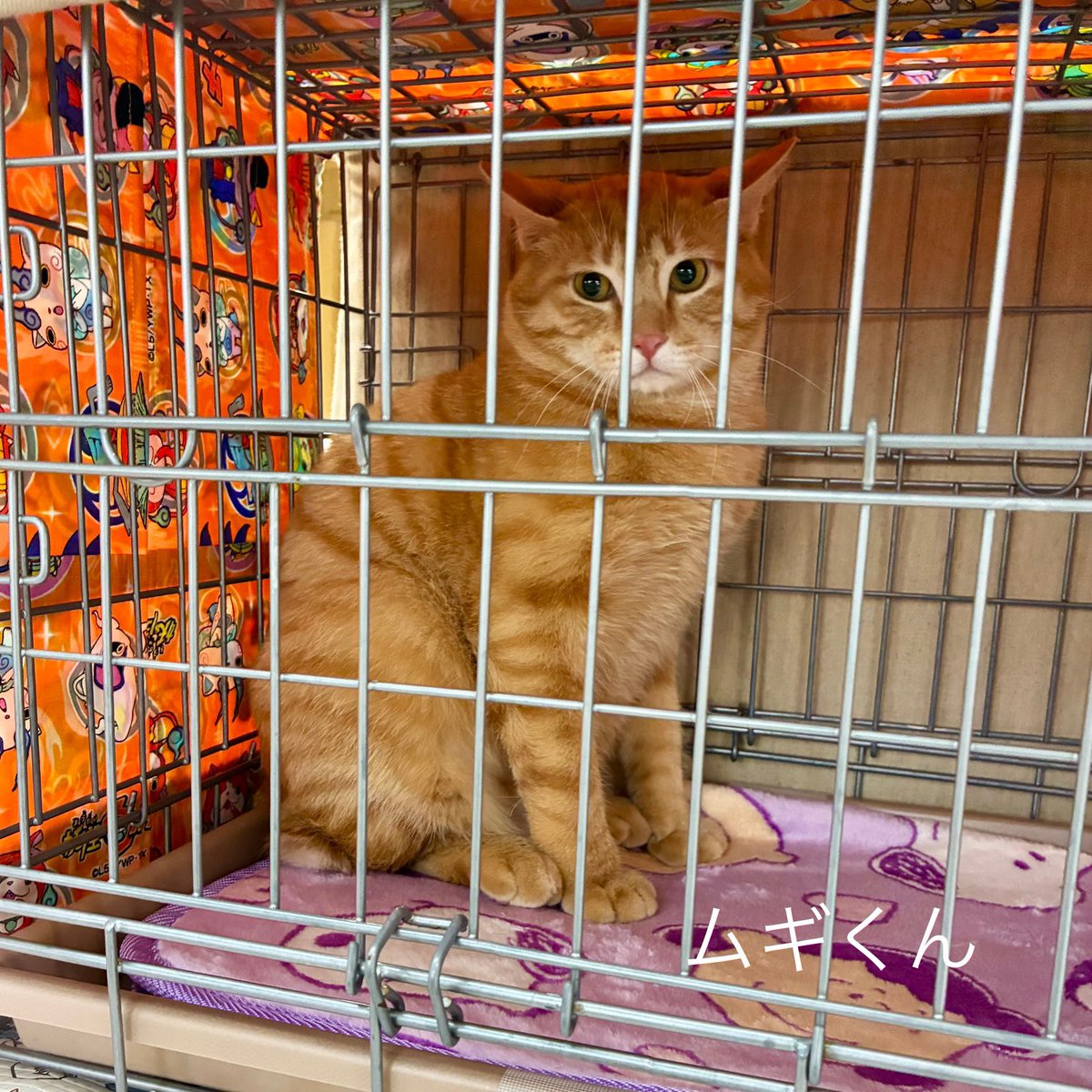 陽だまり猫の会－東京都あきる野市－ tweet media