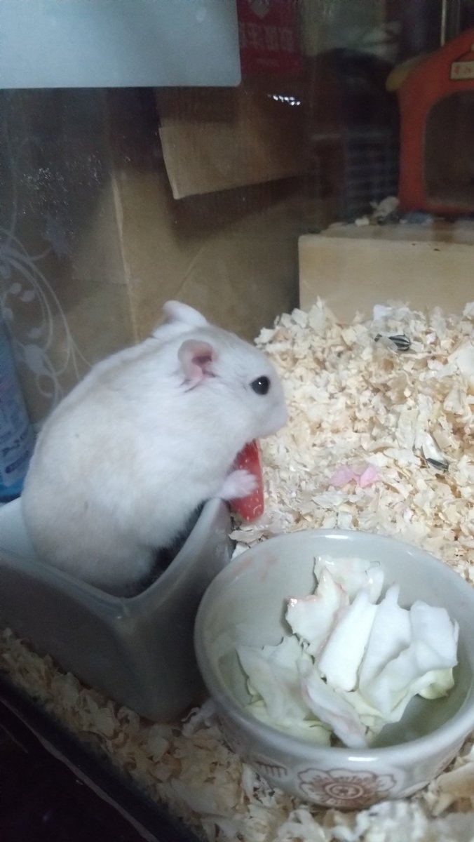 梅千代 tweet media