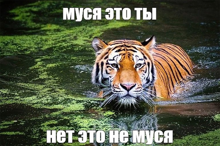 Нерадивый студент tweet media