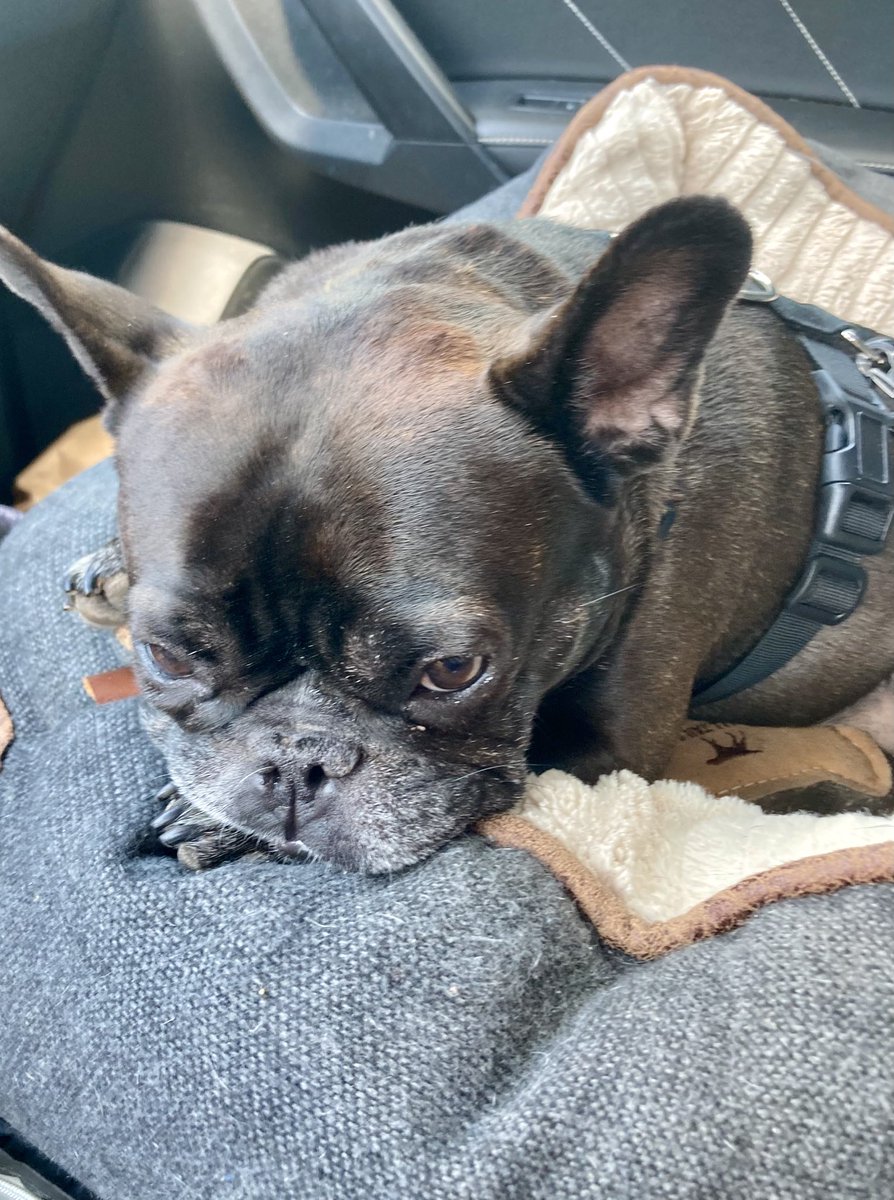 Pepper.2019 tweet media