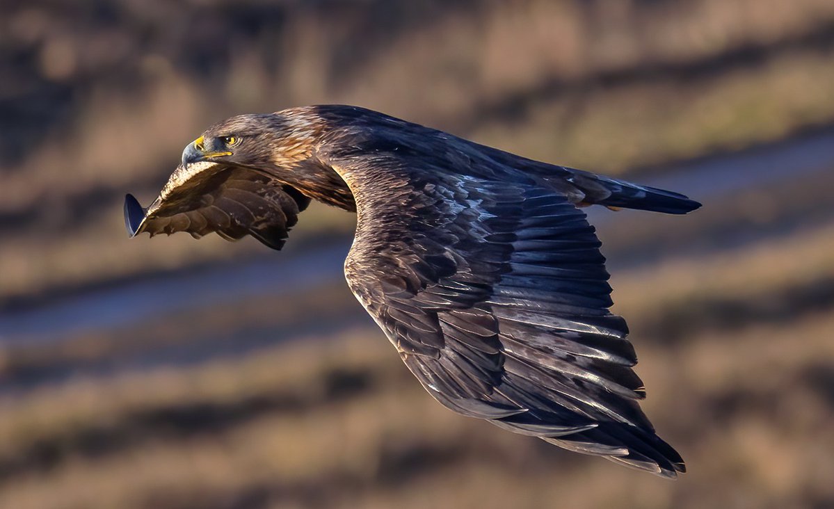 Raptor Persecution UK tweet media