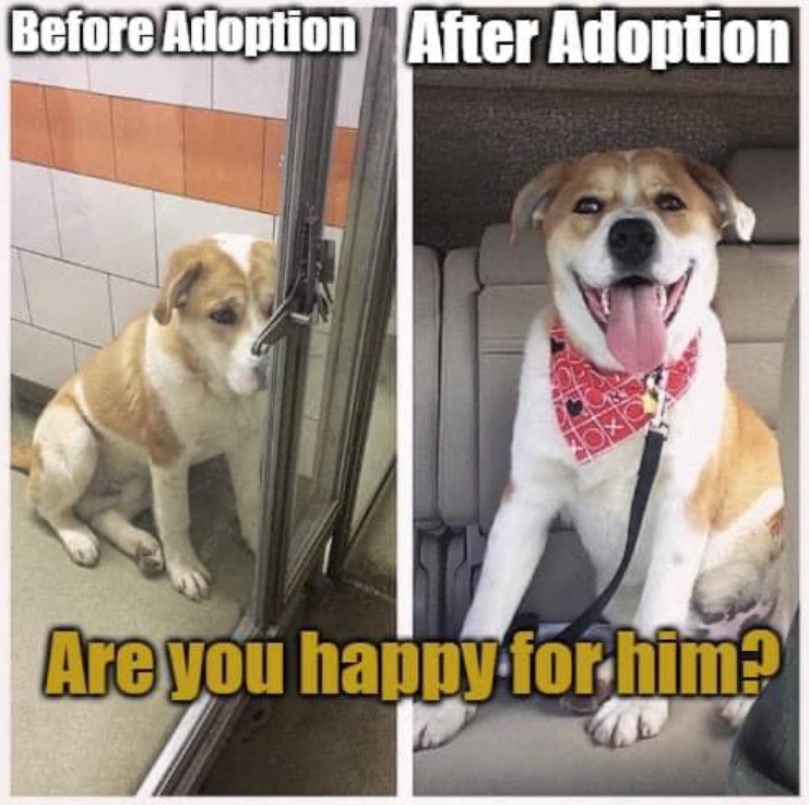 Tweets of Dogs tweet media