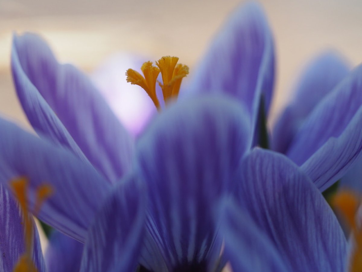 barrysevern's tweet photo. Crocus https://t.co/BKZK7tdDBp