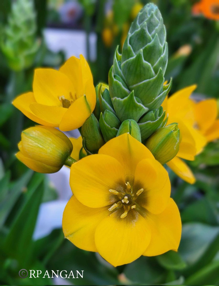 R. Pangan 🇨🇦 tweet media