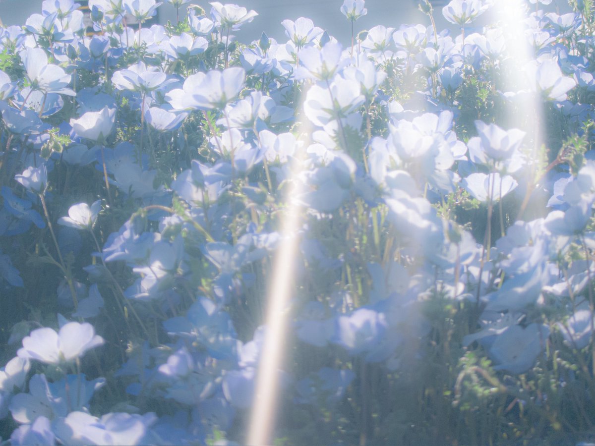 cos_mochi's tweet photo. ﾈﾓﾌｨﾗもうこんなに咲いてるんかい というおどろき https://t.co/bvRZ2FueYs